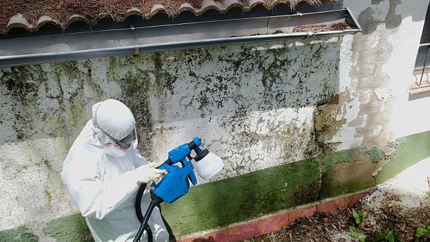 Top rated local Attic Mold Remediation specialists in Roswell, GA